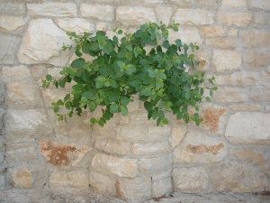 Apartment Perla Lumbarda